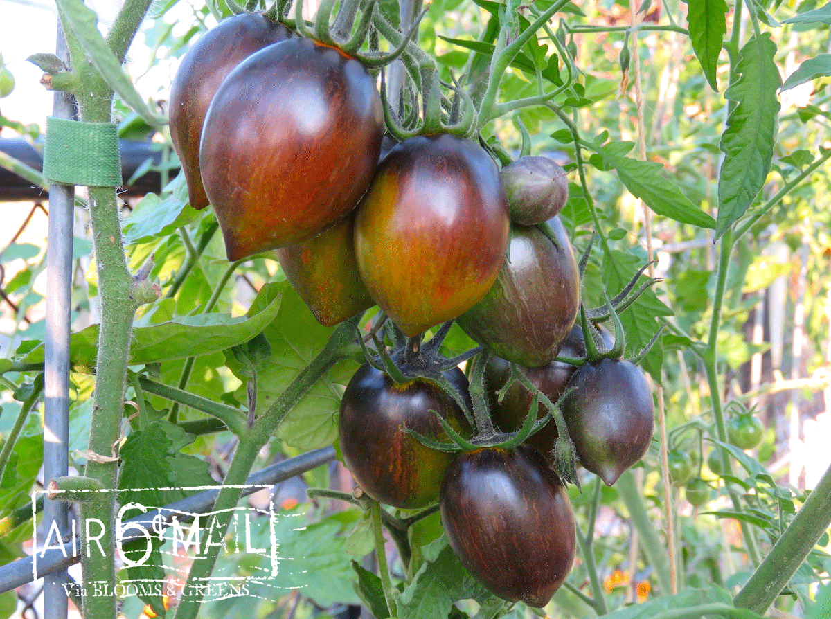Brad's Atomic Grape Tomato cluster. 2022. Photo by B&G