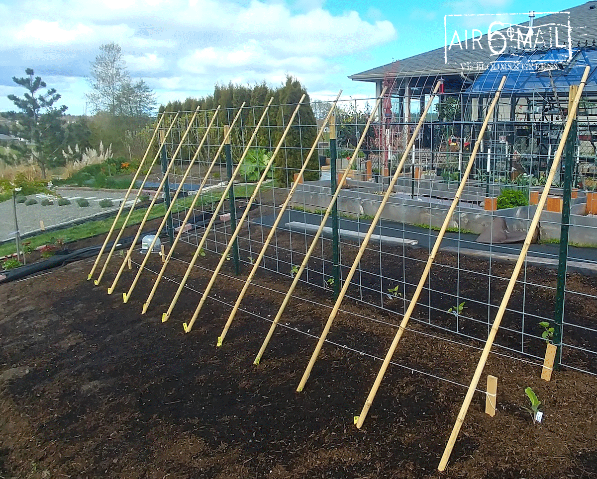 bamboo/cattle panel trellis