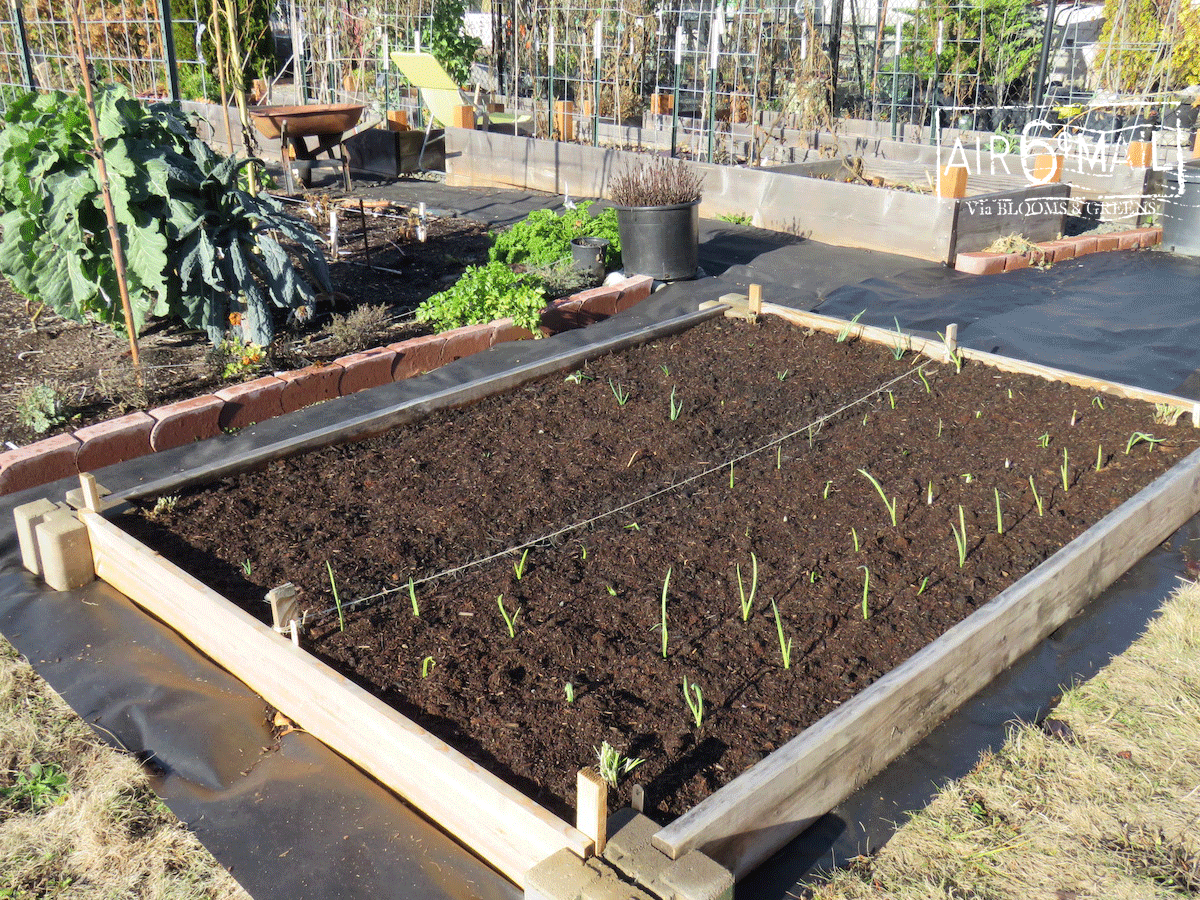 Garlic planted in a new bed built on Nov 14, 2022. Photo by B&G