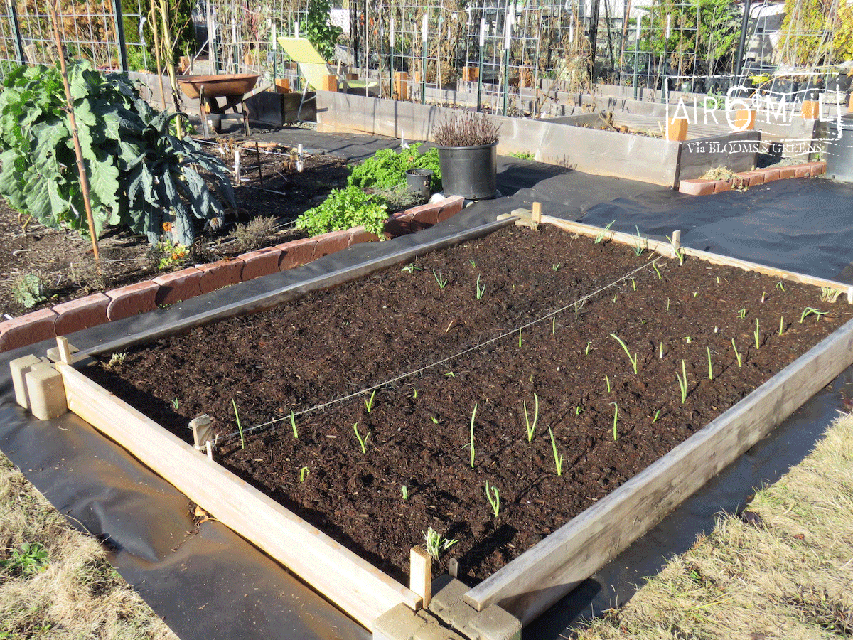 keep calm and plant garlic