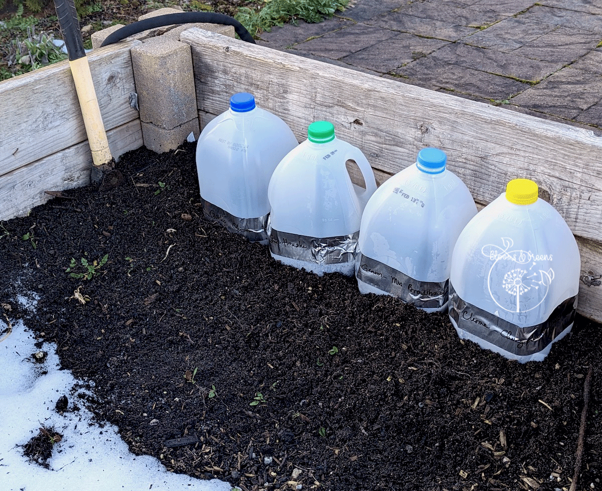 Sealed jugs placed in south facing raised bed. 2/2023. Photo by B&G
