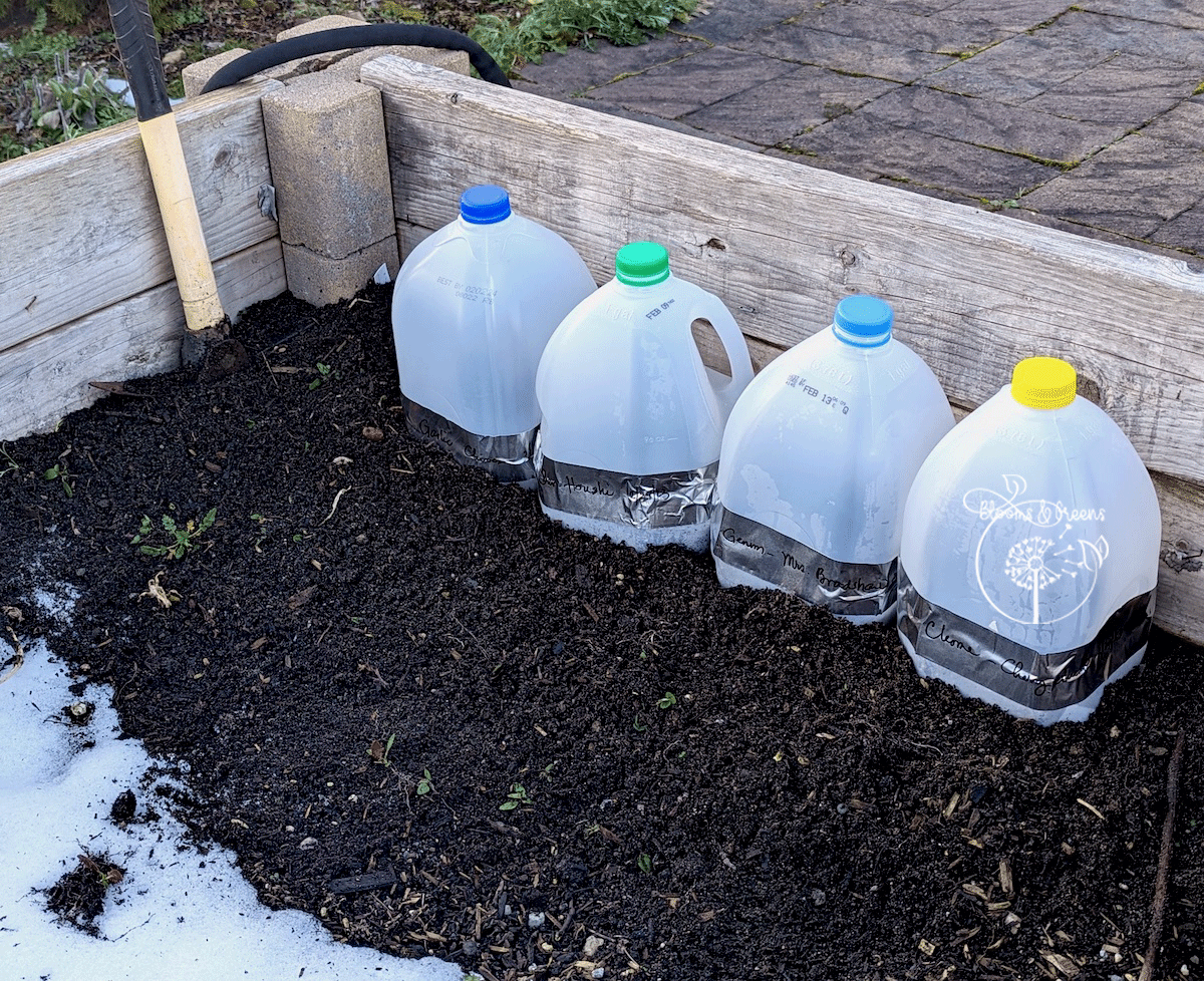 winter sowing: hope in a jug