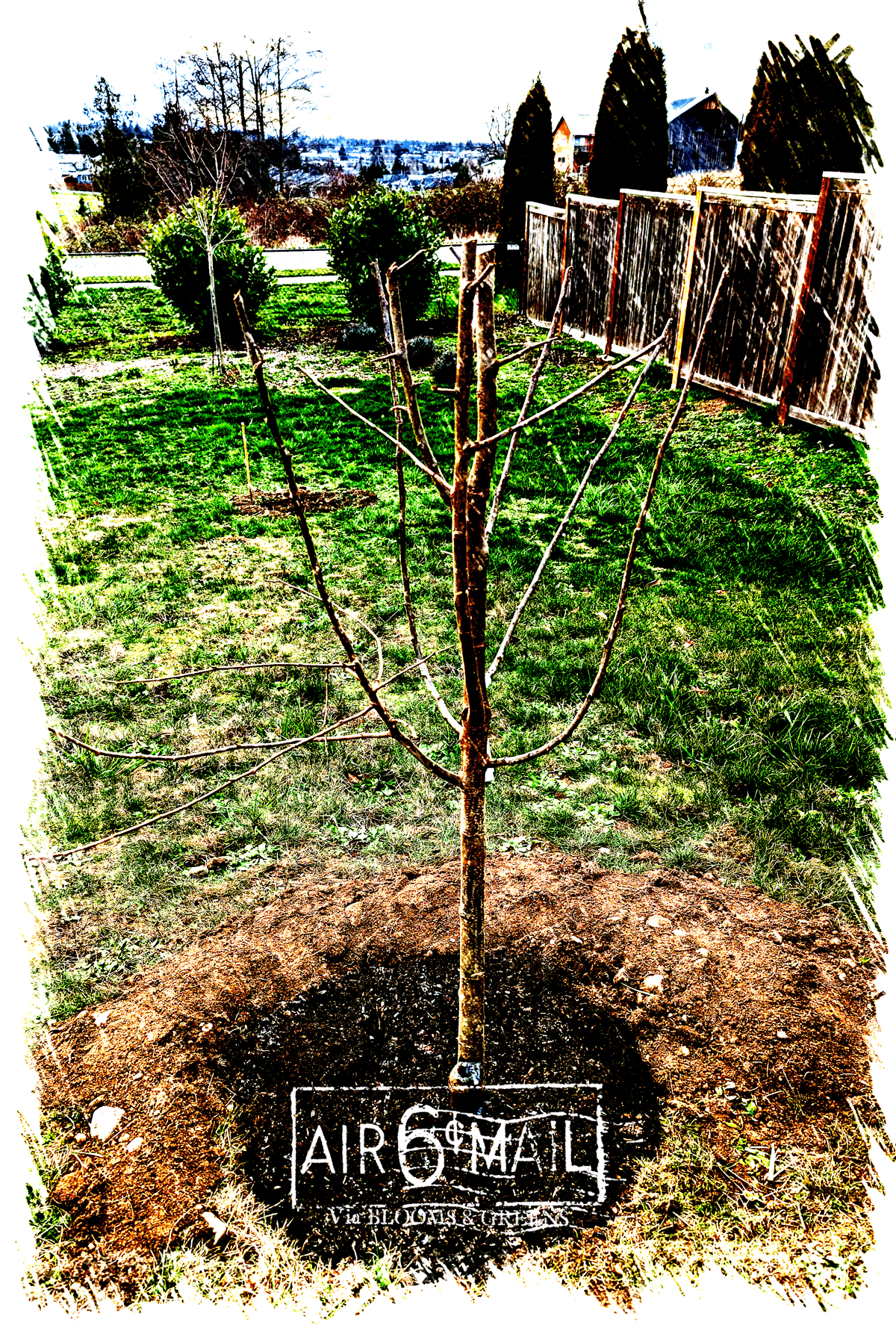Victoria and d'Ente Plums planted, February 17-18, 2023. B&G Photo