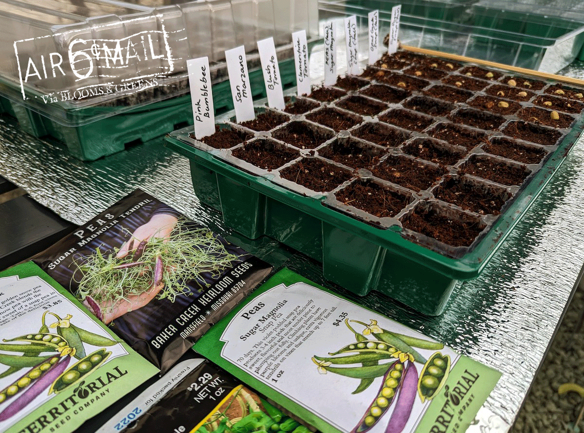 Starting tomatoes and peas from seeds. Photo by B&G