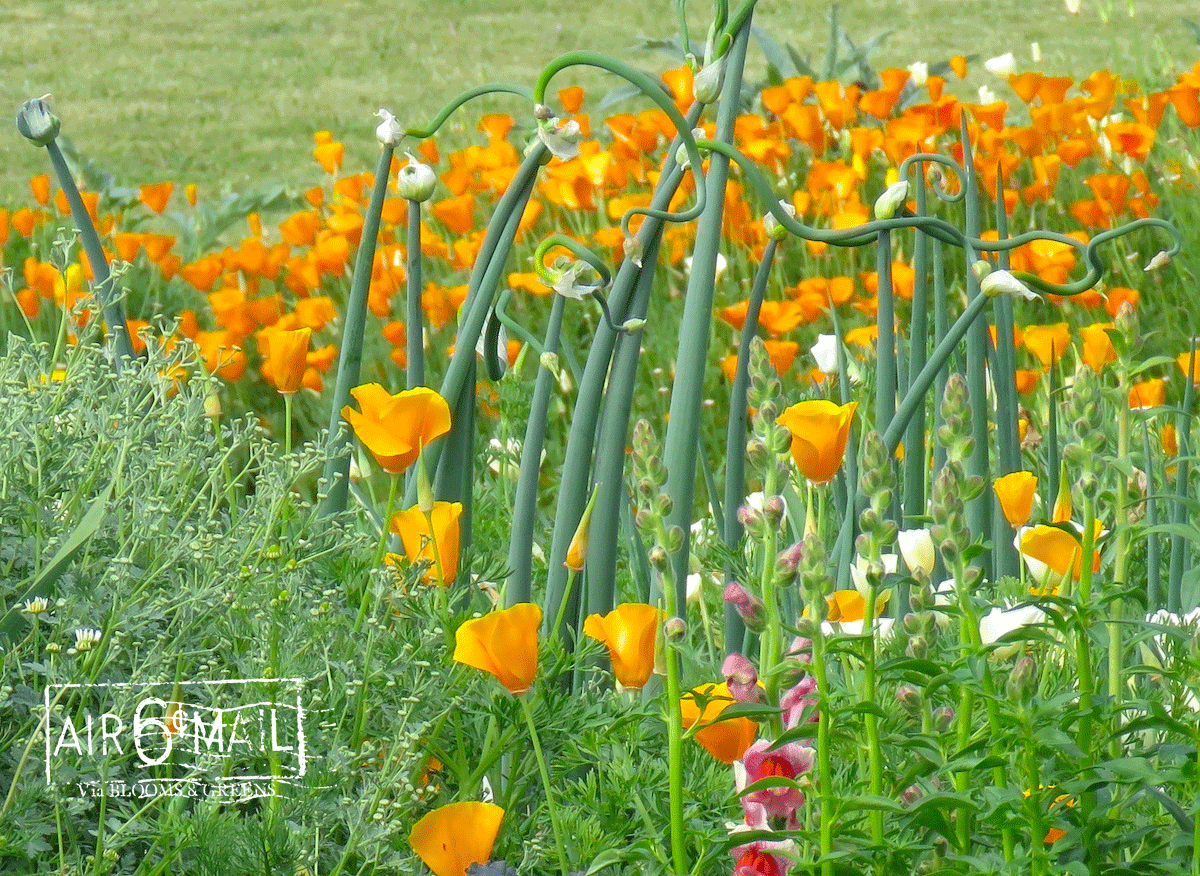 Egyptian Walking Onions with California Poppies, Spring 2023. Photo by B&G