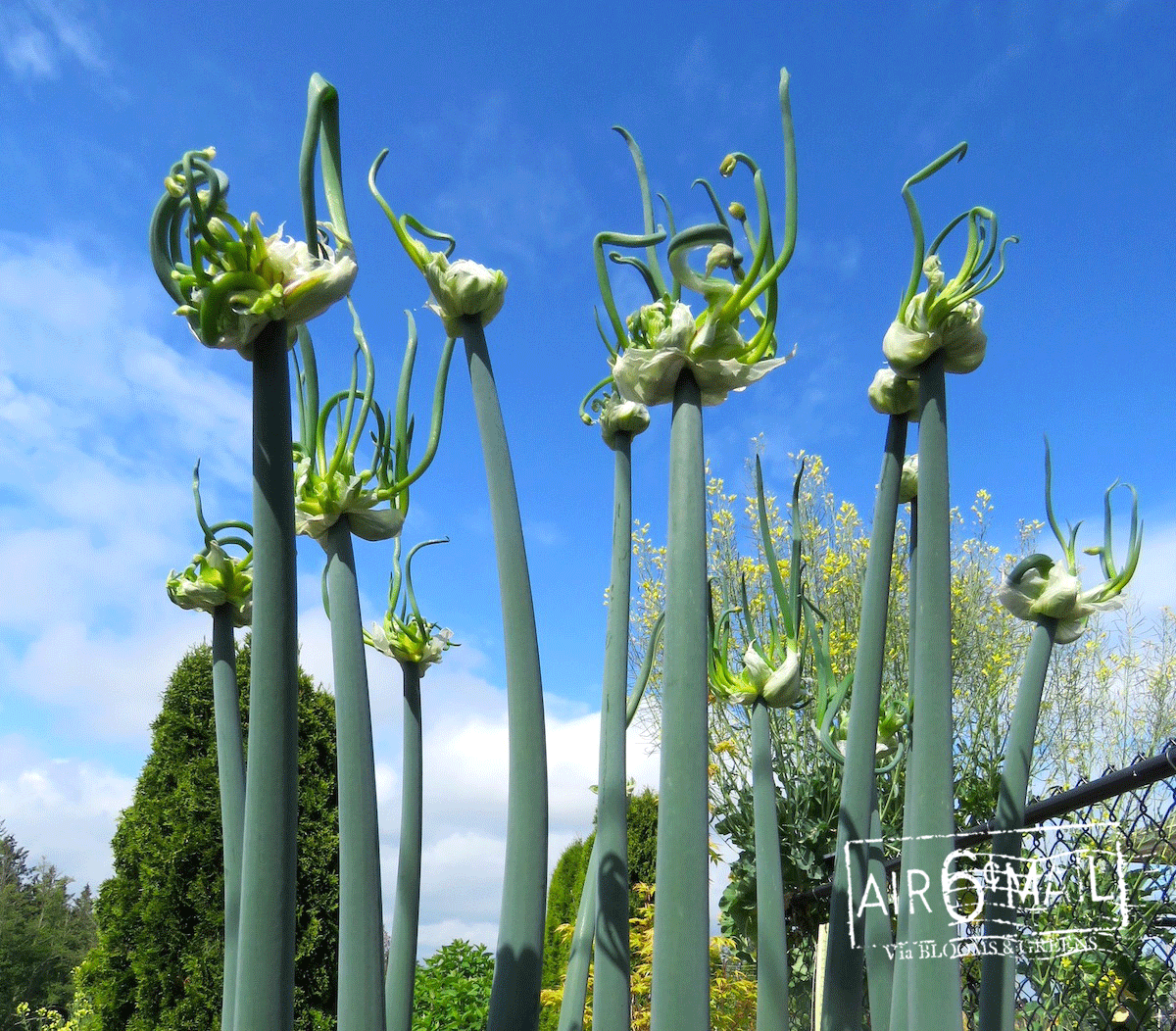 Egyptian Walking Onions, Spring 2023. Photo by B&G