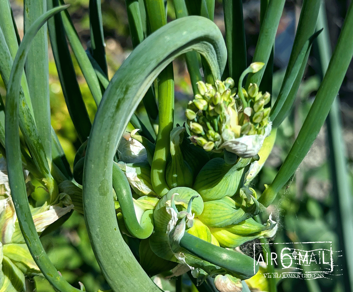 Bulbils of Egyptian Walking Onions, Spring 2023. Photo by B&G