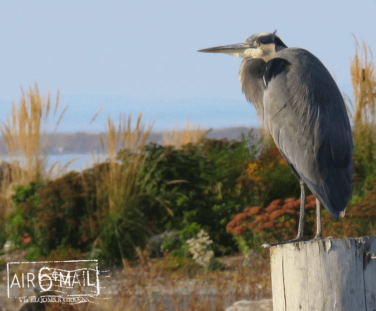 Great Blue Heron at the Nearshore and Estuarine Restoration Site, 3 Crabs, Sequim, WA. October 9, 2022. Photo by B&G.