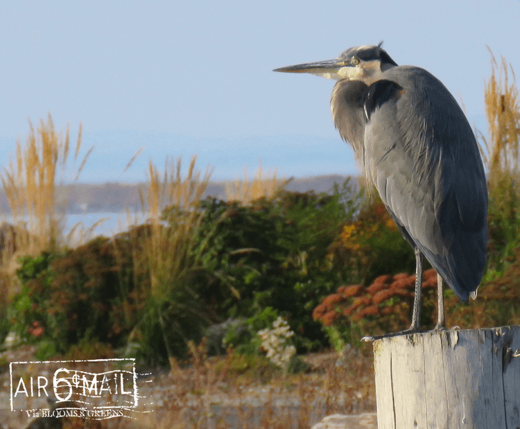 a great blue heron contemplates a peculiar fall