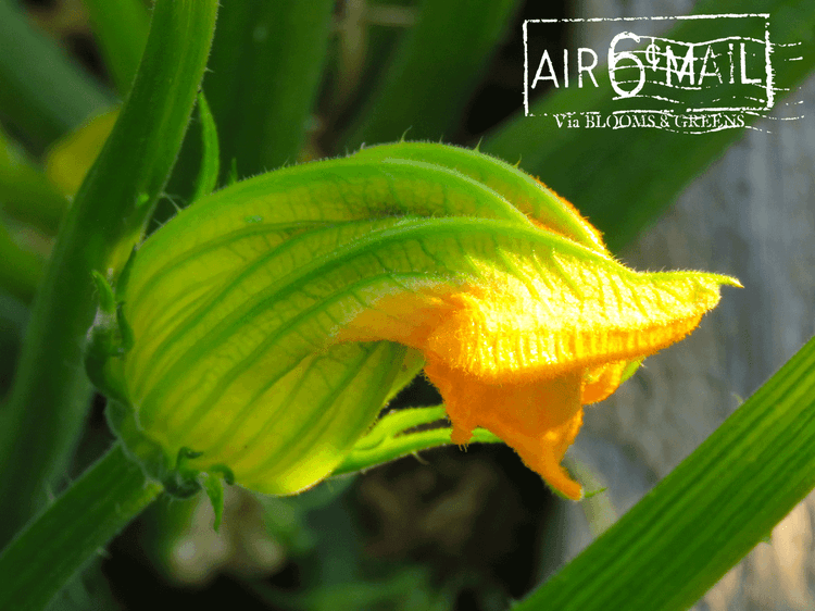 Zucchini Blossom. October 2022. Photo by B&G.