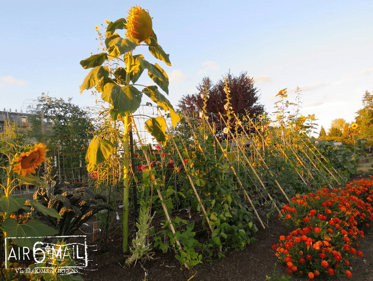 Cattle panel/bamboo bean trellis. Summer 2022. Photo by B&G