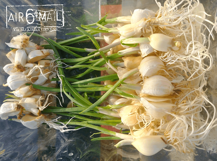 Sprouted garlic with healthy roots. November 16, 2022. Photo by B&G