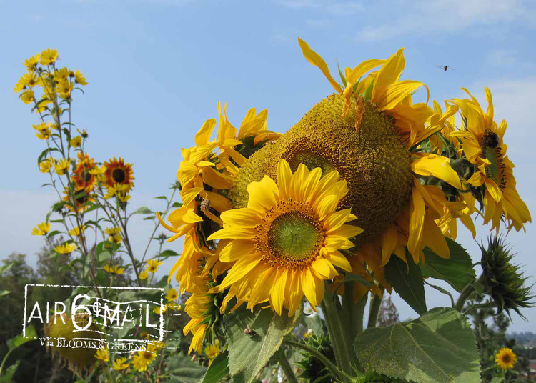 golden blooms on a summer day