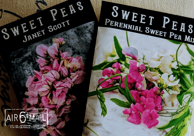 Dreaming of Sweat Peas. Seeds for Summer 2023. Photo by B&G