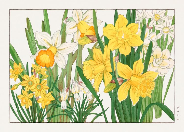 Daffodil woodblock painting. CCO Image  via rawpixel.