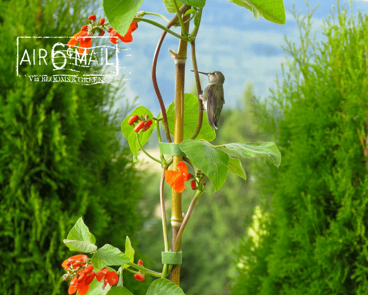 Anna's hummingbird holding on to a Scarlet Emperor Runner Bean vine. B&G Photo