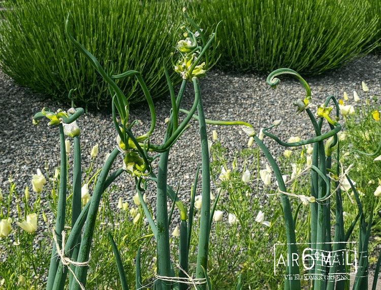 Egyptian Walking Onions, Spring 2023. Photo by B&G