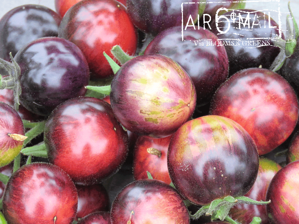 meet the spectacular black strawberry cherry tomato