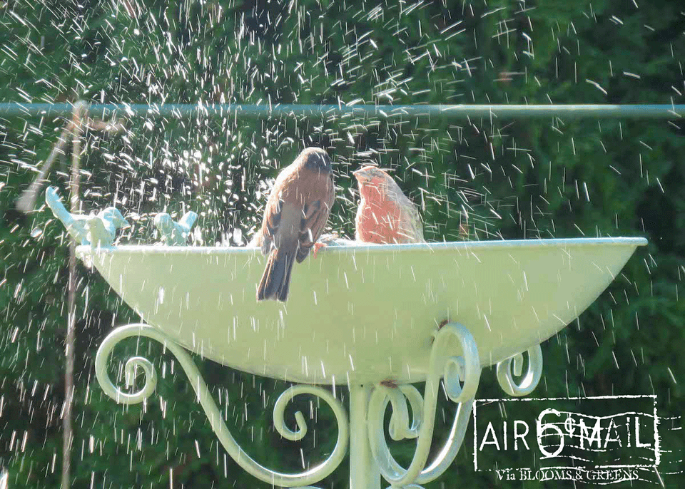 House finches splashing in a garden bath. October 2022. Photo by B&G.