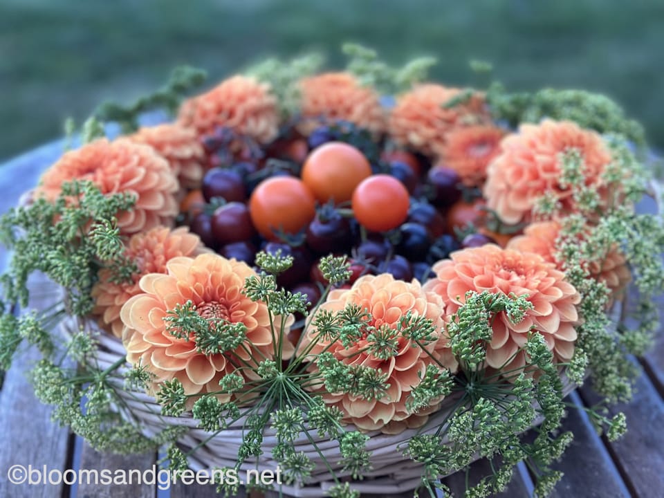 Black cherry and orange tomatoes with orange dahlias and parley flowers in a basket