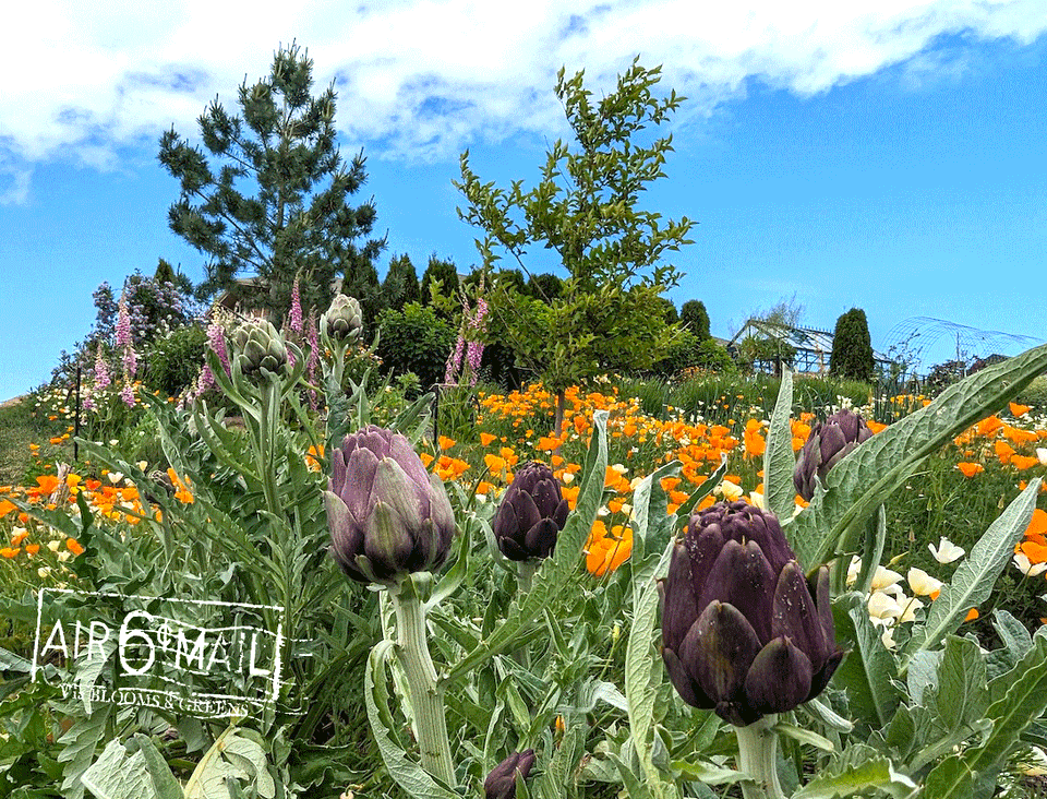 Purple artichokes gorwignn with foxgloves and organge California poppies. 